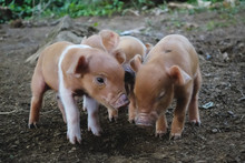 Close-up Of Piglets On Field
