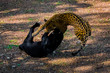 jaguars fighting