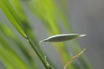 Oat kernels among young leaves close-up