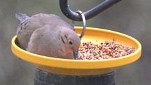 A Close Up Of An American Mourning Dove Eating Seeds On The Bird Feeder