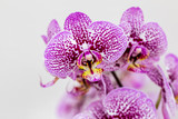 Fototapeta Storczyk - PhalaenopsisPurple White stripe x hybrid Orchid flower bloom with soft focus and White background. Floral tropical design element for cosmetics, perfume, beauty care products.