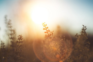 defocused view of dried wild flowers and grass in a meadow in winter or spring оr fall in the bright golden rays of the sun with lens flare and highlights on a helios lens blurred background of sky 