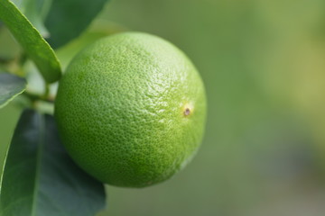 lime on tree closeup