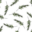 rosemary seamless doodle pattern