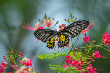 Wall Mural - The Golden Birdwing Butterfly sucking nectar from flowers