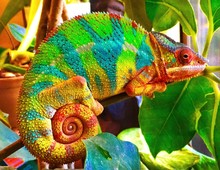 Close-up Of Chameleon On Plant