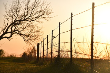 Poster - Farm Sunset