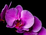 Fototapeta Storczyk - Orchid orchid on a black background