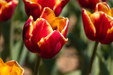 Fototapeta Tulipany - red tulips swaying in the spring breeze
