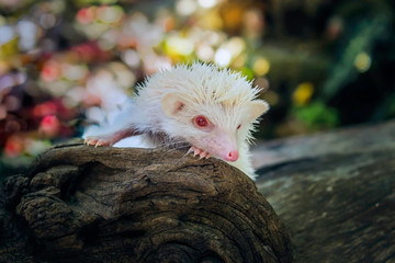 Dwraf hedgehog on stump, Young hedgehog on timber wiith eye contact, Sunset and sorft light