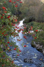 High Angle View Of Red Flowers By River
