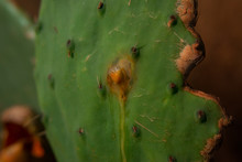 Cactuses Bleed