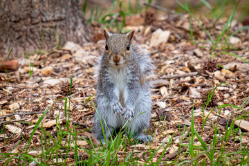 Wall Mural - Eastern gray squirrel looks like someone ordered it to freeze. Good for a meme. North Carolina.