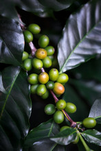 Close Up Unripe Green Arabica Coffee Berries Fruit On Coffee Tree