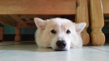 View Of Dog Lying Under Wooden Table