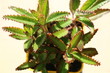 Kalanchoe serrata żyworódka wąskolistna płodnolist