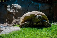 Close-up Of Tortoise On Grass