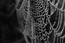 Close-up Of Wet Spider Web