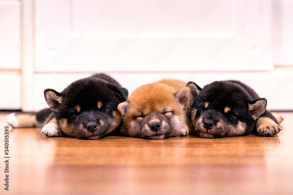 Buy black and tan shiba inu puppy Hot Sale