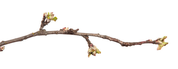 apple tree branch on an isolated white background. fruit tree sprout with leaves isolate.