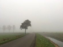 Road Amidst Trees On Grassy Field During Foggy Weather
