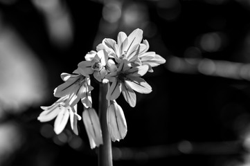 white flower on black background