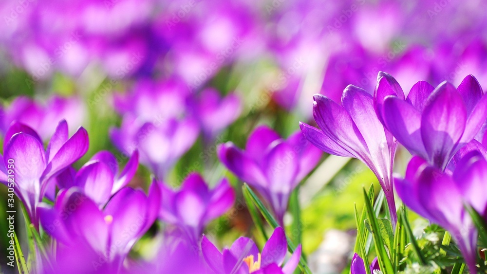 Close-up Of Purple Crocus Blooming Outdoors - obrazy, fototapety, plakaty 