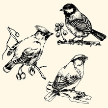 Vector Sketch Of Birds: Blue Tit, Whistler, Bullfinch