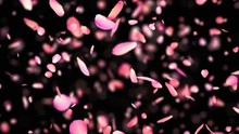 Pink Rose Petals Exploding In 4K