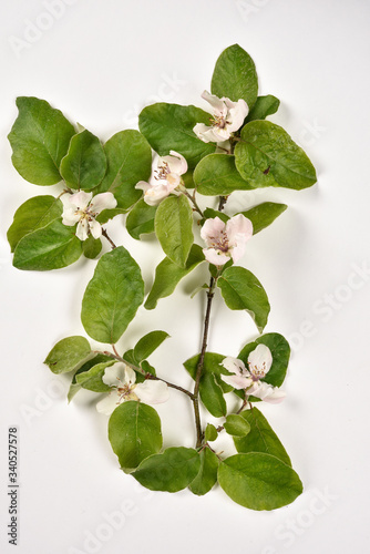 Fotomural Cydonia vulgaris / Cognassier / Quince