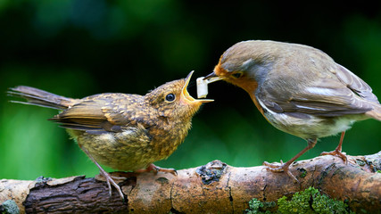 robin red breast, feeding fledgling robin