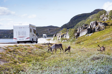 three reindeers grazing grass along the asphalt road; on the road two camper vans are traveling to Nordkapp