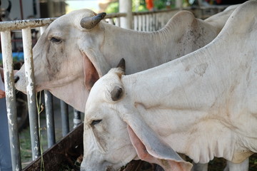 Close up of two white cows in the  farm