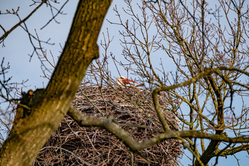 one stork in their nest, in the spring months, headshot of the stork