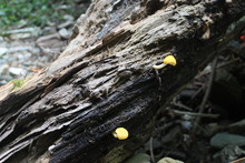 Yellow Fungus On A Tree