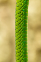 detail of skin of green tree snake Baron's green racer (Philodryas baroni)