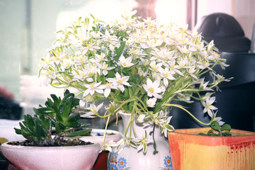 Beautiful spring or summer wild garden flowers in small vintage vase near domestic plants in the kitchen. Bouquet for mother or wife.