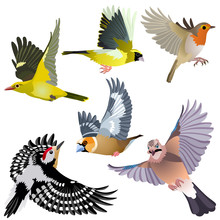 Common European birds as woodpecker, jay, hawfinch, serin, golden oriole and robin are flying