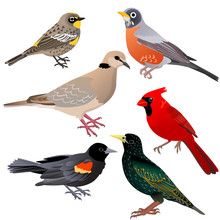 Common North American Birds As Red-winged Blackbird, Warbler, Pigeon, Robin And Starling Are Sitting