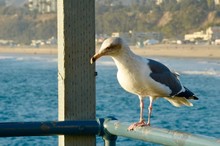 Close-up Of Seagull Perching On Shore