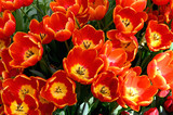 Fototapeta Tulipany - A group of beautiful red and yellow tulips . Tulips close -up background.