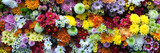Flowers wall background with amazing red, orange, pink, purple, green and white chrysanthemum flowers, Wedding decoration, hand made Beautiful flower wall background. 