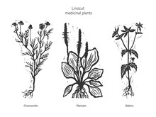 Set Of Three Vector Medicinal Plants. Vector Illustration Of Medical Chamomile. Vector Illustration Of Plantain. Vector Illustration Of Bidens. Set Of Three Linocut Medical Plants.