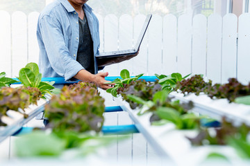 Wall Mural - Hand of Asian man use laptop record report of quantity green vegetable in greenhouse hydroponic system,