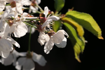 Wall Mural - Kirschblüten