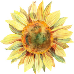 Watercolor sunflower isolated on white background. Hand drawn clipart.