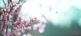 Fototapeta Kwiaty - wiosenne kwiaty