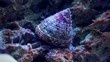 Close up image of saltwater snail invertebrate sea creature