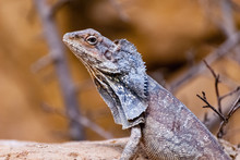 The Frilled-necked Lizard (Chlamydosaurus Kingii), Also Known Commonly As The Frilled Agama, Frilled Dragon Or Frilled Lizard, Is A Species Of Lizard In The Family Agamidae.