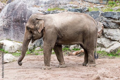 The Asian elephant (Elephas maximus), also called Asiatic elephant, is the only living species of the genus Elephas.